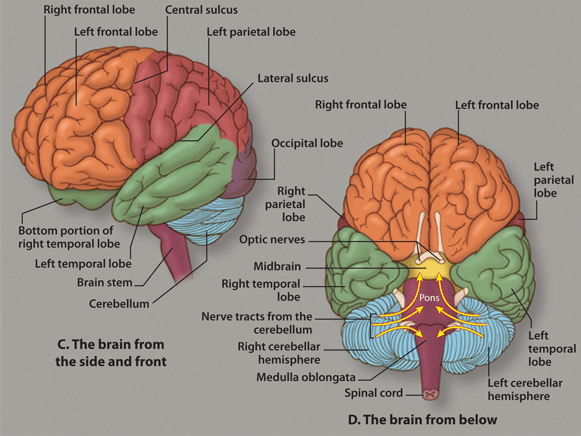 Brain Anotomy 2