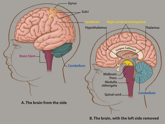 Brain Anotomy 1