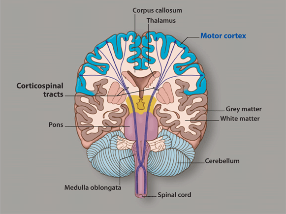Corticospinal-Tract