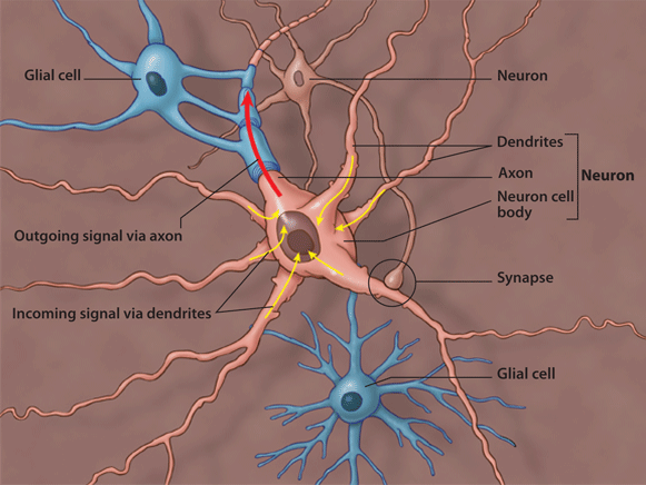 Neuron