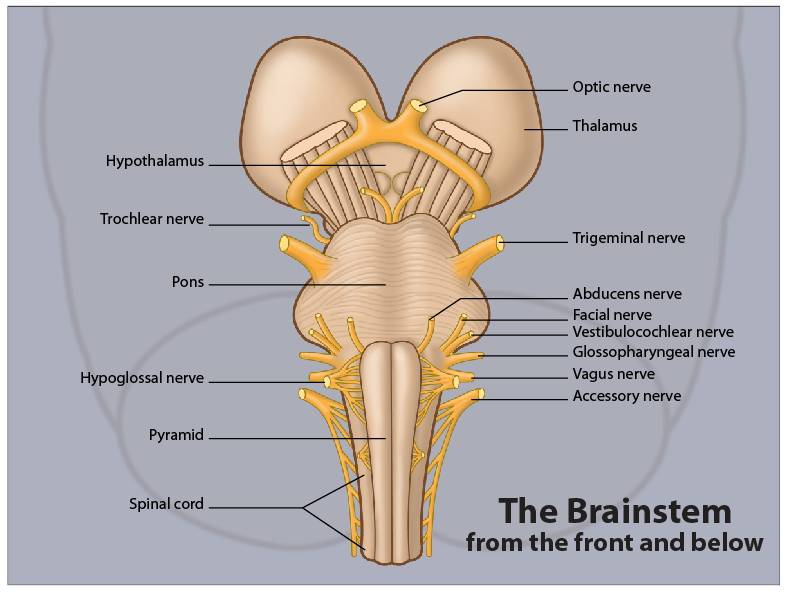 Other Parts if the Brain
